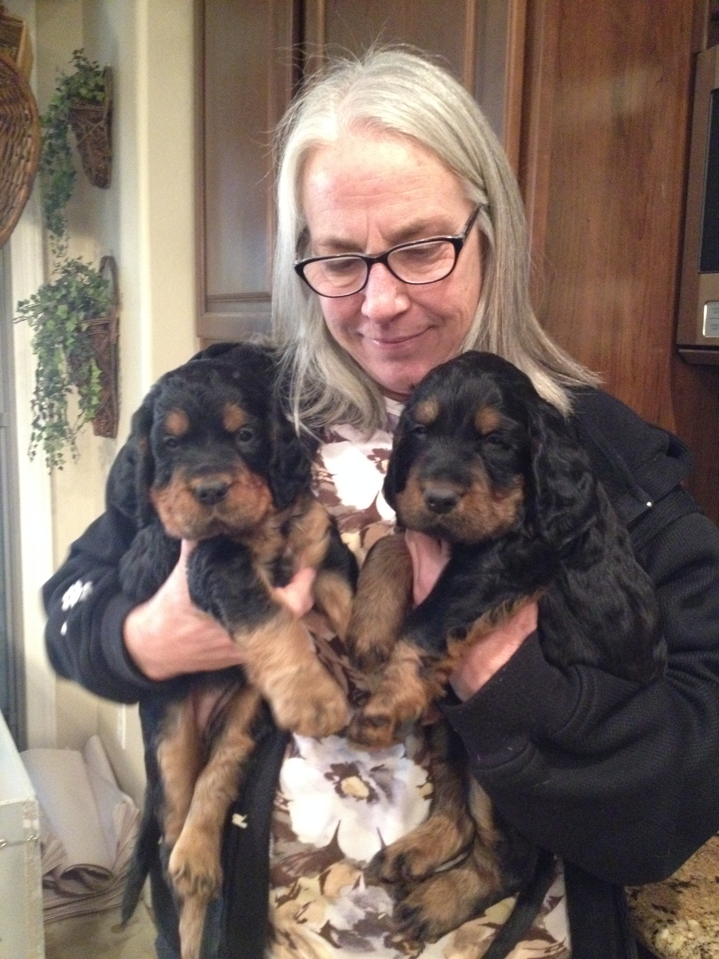 gordon setter puppies for sale 2019